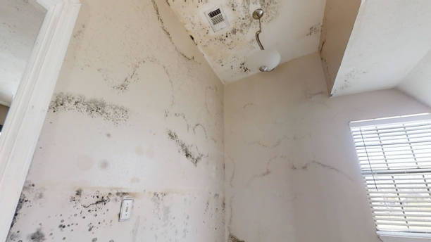 Best Water Damage & Mold Remediation  in Brentwood, CA