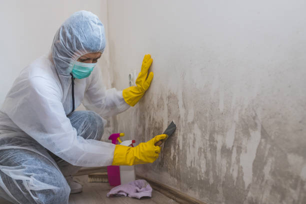 Forensic Mold Investigation in Brentwood, CA