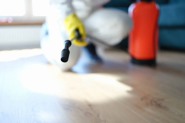 Environmental Consulting for Mold Prevention in Brentwood, CA
