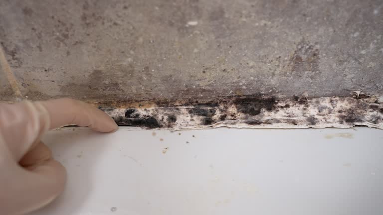 Best Asbestos and Lead Testing During Mold Inspection  in Brentwood, CA