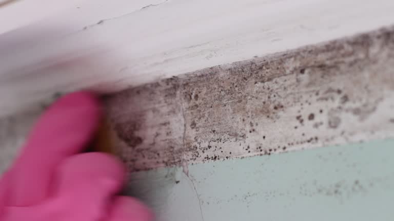 Best Post-Construction Mold Inspection  in Brentwood, CA